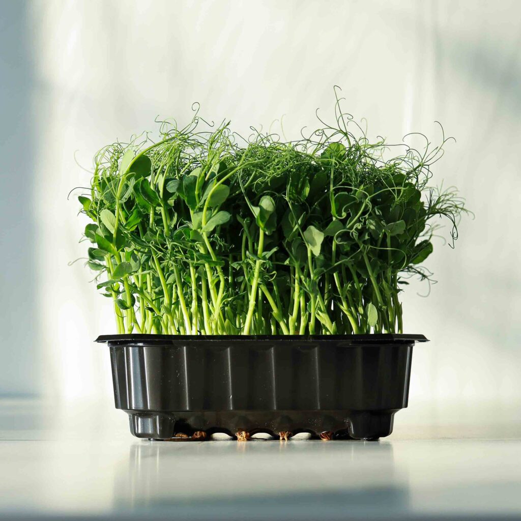 Pea-Afylla-Shoots-in-a-pot